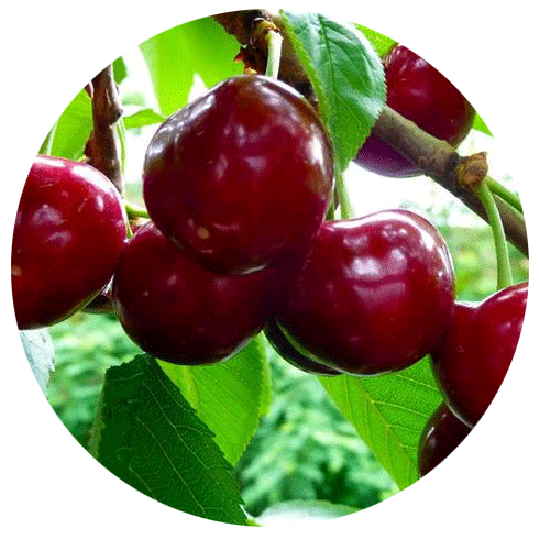 產(chǎn)品優(yōu)勢